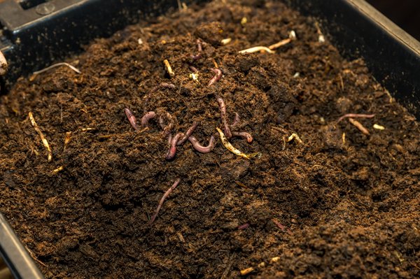 Les erreurs courantes en lombricompostage : comment les éviter pour un compost de qualité ?