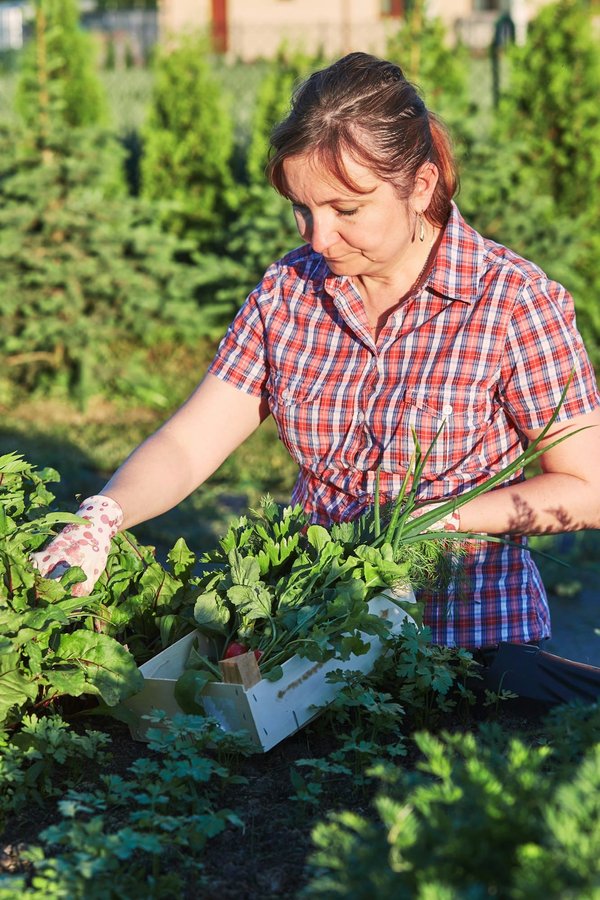 Quel anti nuisible est efficace pour le potager ?