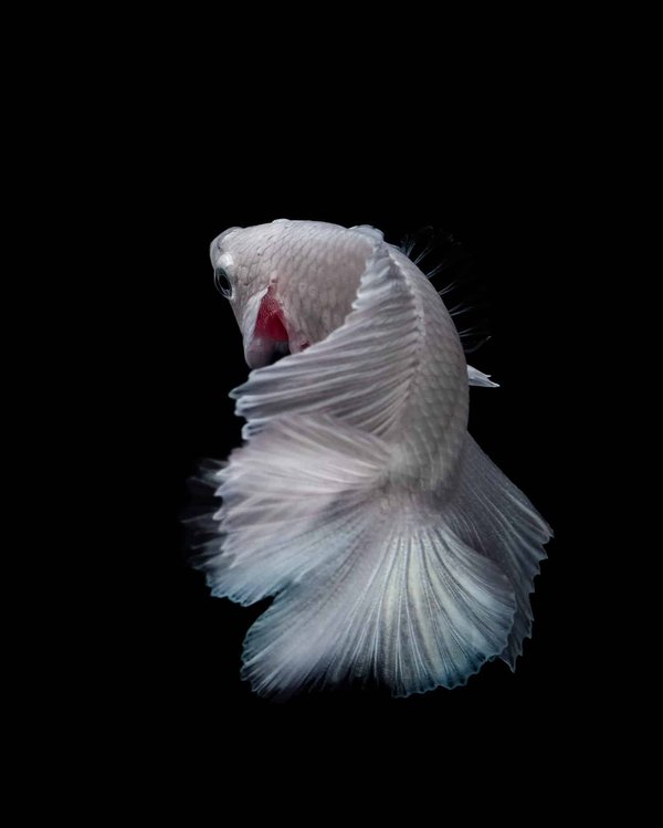 Quels types d'appâts utiliser pour cibler les poissons blancs ?